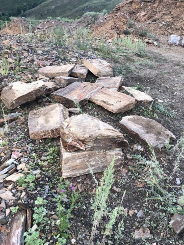 Плитняк кора дерева 50-100мм для пошаговых дорожек купить в Барнаул